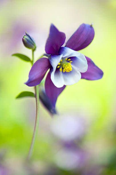 columbine flower with purple petals and yellow center