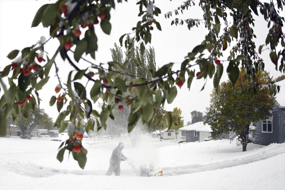 Crab apples still cling to the green leafed branches while Thomas Kok uses a snow blower to clear his driveway and sidewalks in front of his home, Friday, Oct. 11, 2019 in Bismarck, N.D. North Dakota Gov. Doug Burgum on Friday activated the state's emergency plan due to what he called a crippling snowstorm that closed major highways and had farmers and ranchers bracing for the potential of huge crop and livestock losses. (Mike McCleary/The Bismarck Tribune via AP)