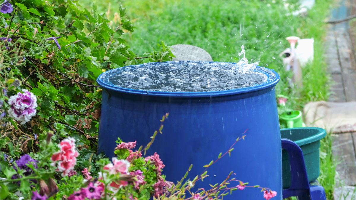 Live more sustainably this spring using rainwater around the house