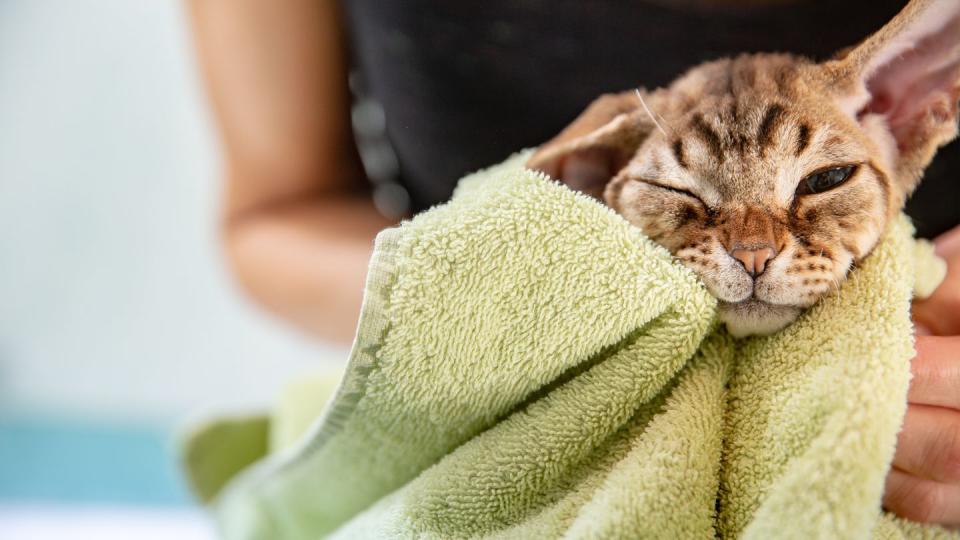 cute devon rex cat in green bath towel