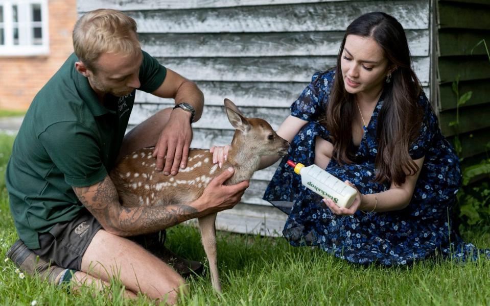 Mandy Lieu feeds a deer on her estate in Ewhurst Park, Hampshire - Vicki Couchman 