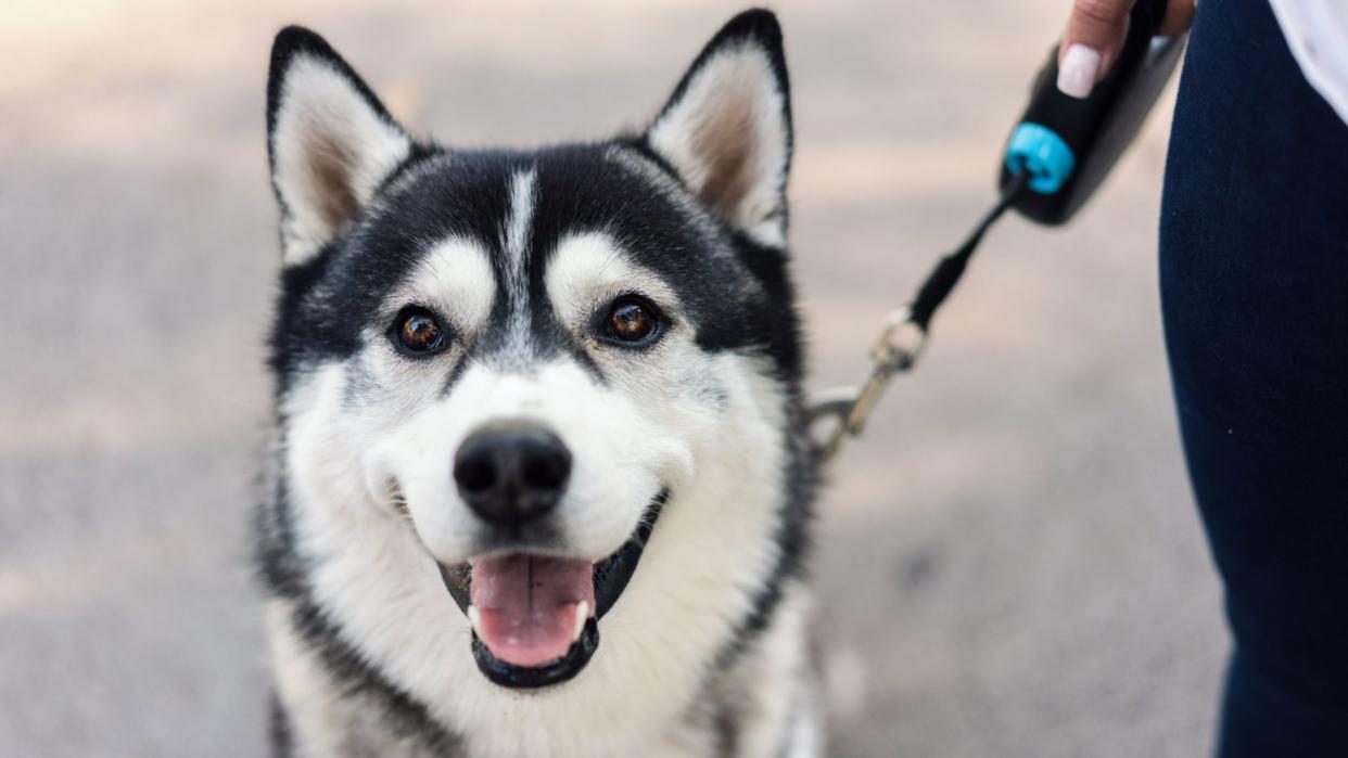 Husky walking with owner