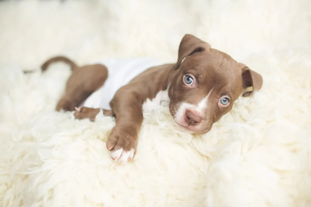 Pit Bull puppy lying on a blanket