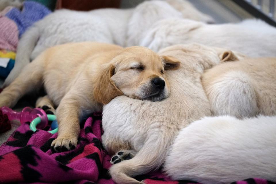 Photo credit: MARTIN TREACY/Guide Dogs