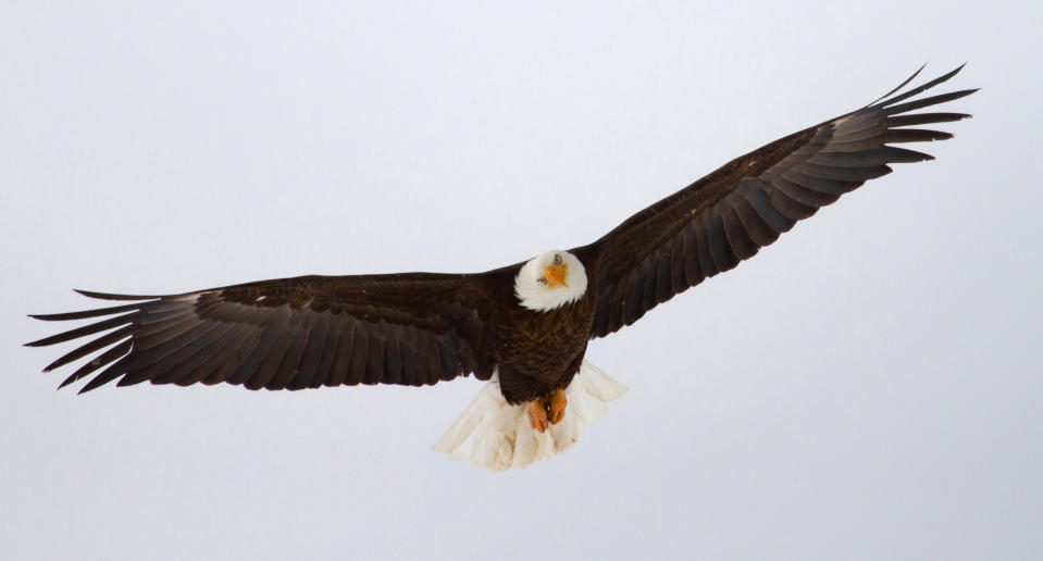 FILE - In this undated photo released by the Utah Division of Wildlife Resources, a bald eagle files in Utah. Proponents credit the Endangered Species Act with staving off extinction for hundreds of species, from the bald eagle and American alligator to the gray whale, but Republicans in Congress say the 40-year-old law meant to protect animals and plants from extinction has become bogged down by litigation and needs to be updated. (AP Photo/Utah Division of Wildlife Resources, Lynn Chamberlain)