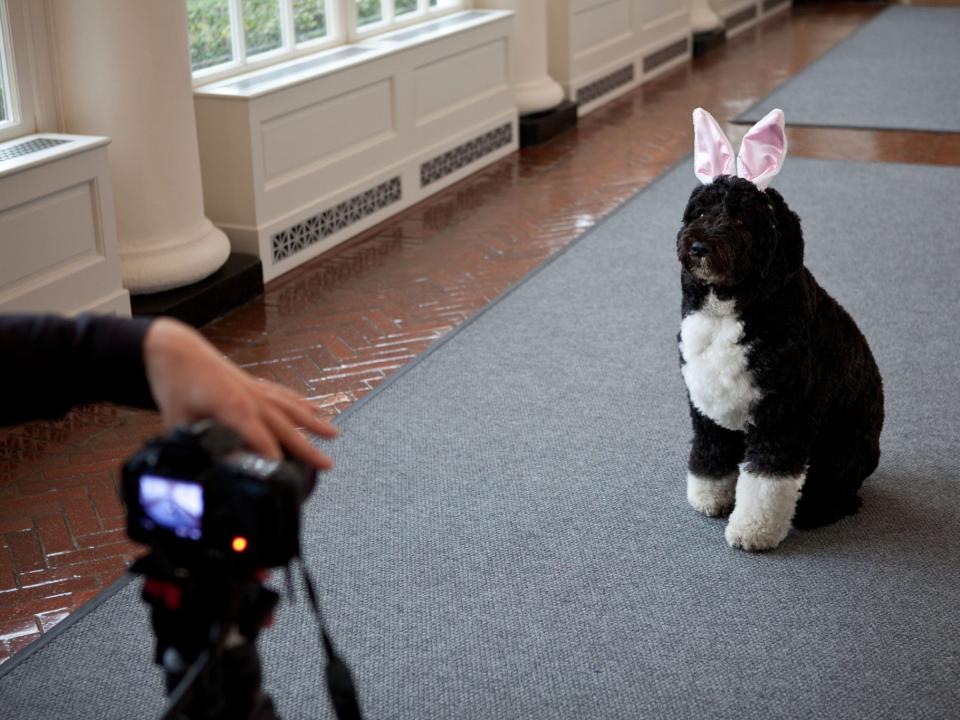 Bo Obama Easter