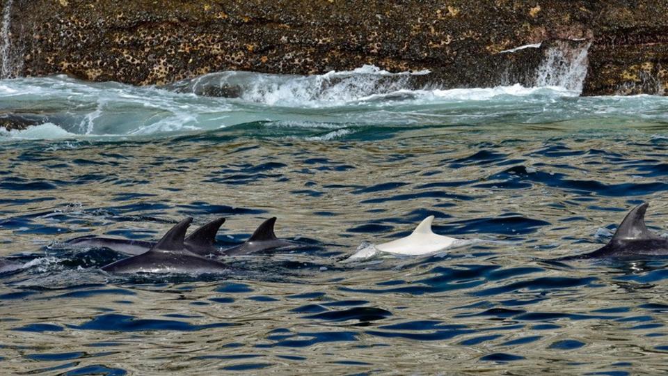 A white dorsal fin is surrounded by gray fins at the surface.