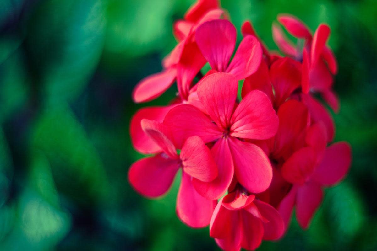 Geraniums are among the UK's favourite hardy perennials. <i>(Image: Canva)</i>