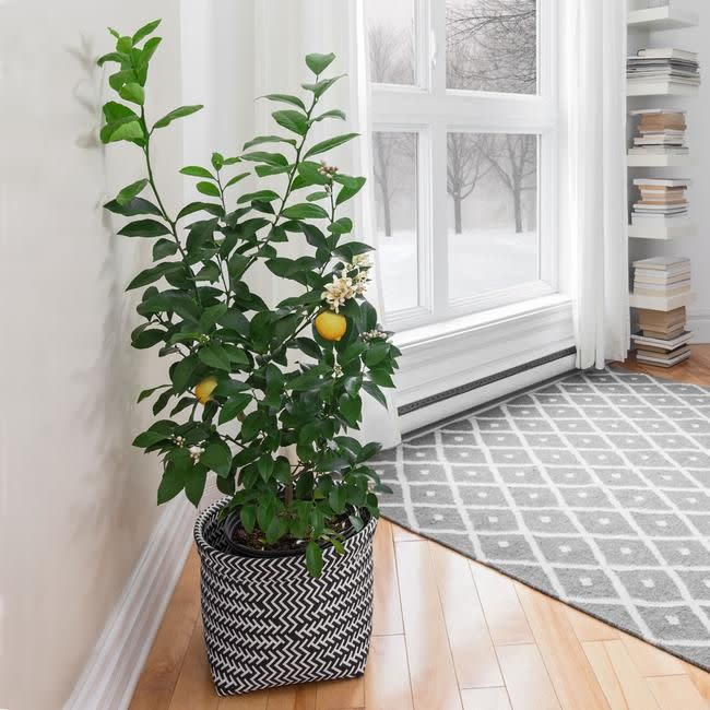 <p>This small lemon tree can be grown indoors in cold climates, though it needs tons of light. Get a grow light if you don’t have 8 to 12 hours of bright indoor light. Water when the soil is dry about 2-inches deep (you can stick your finger in to check). It can be moved outdoors after danger of frost has passed, but acclimate it to full sun, starting with a few hours per day and slowly adding tie, so it doesn’t get sunburned. </p><p><a class="link " href="https://www.fast-growing-trees.com/products/meyer-lemon-tree" rel="nofollow noopener" target="_blank" data-ylk="slk:SHOP NOW;elm:context_link;itc:0;sec:content-canvas">SHOP NOW</a></p>