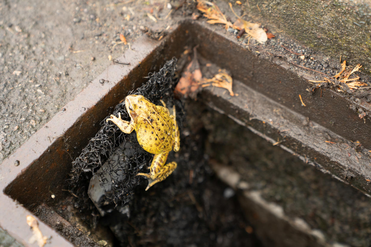 A common frog is seen climbing out of a drain using an 'amphibian ladder' designed by the British Herpetological Society to help frogs, toads, salamanders and newts escape roadside gully pots.