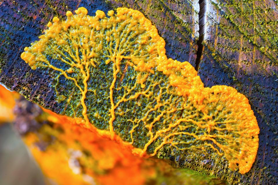 Yellow slime mold growing against a piece of wood.