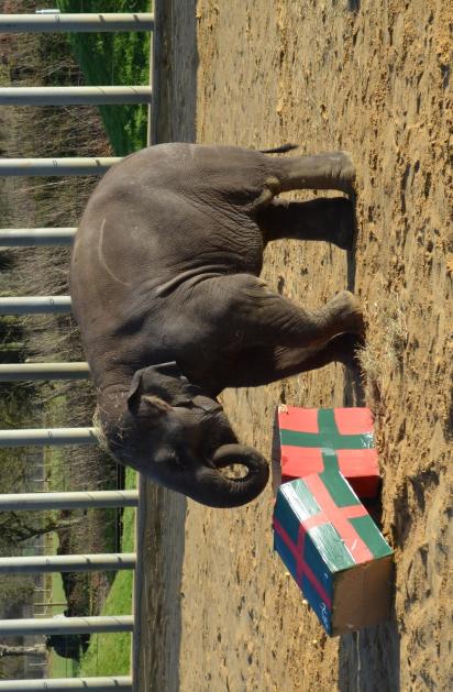 Donna, the female elephant, very patiently explored the boxes and dug through to find her favorite treats, bananas, according to the zoo.