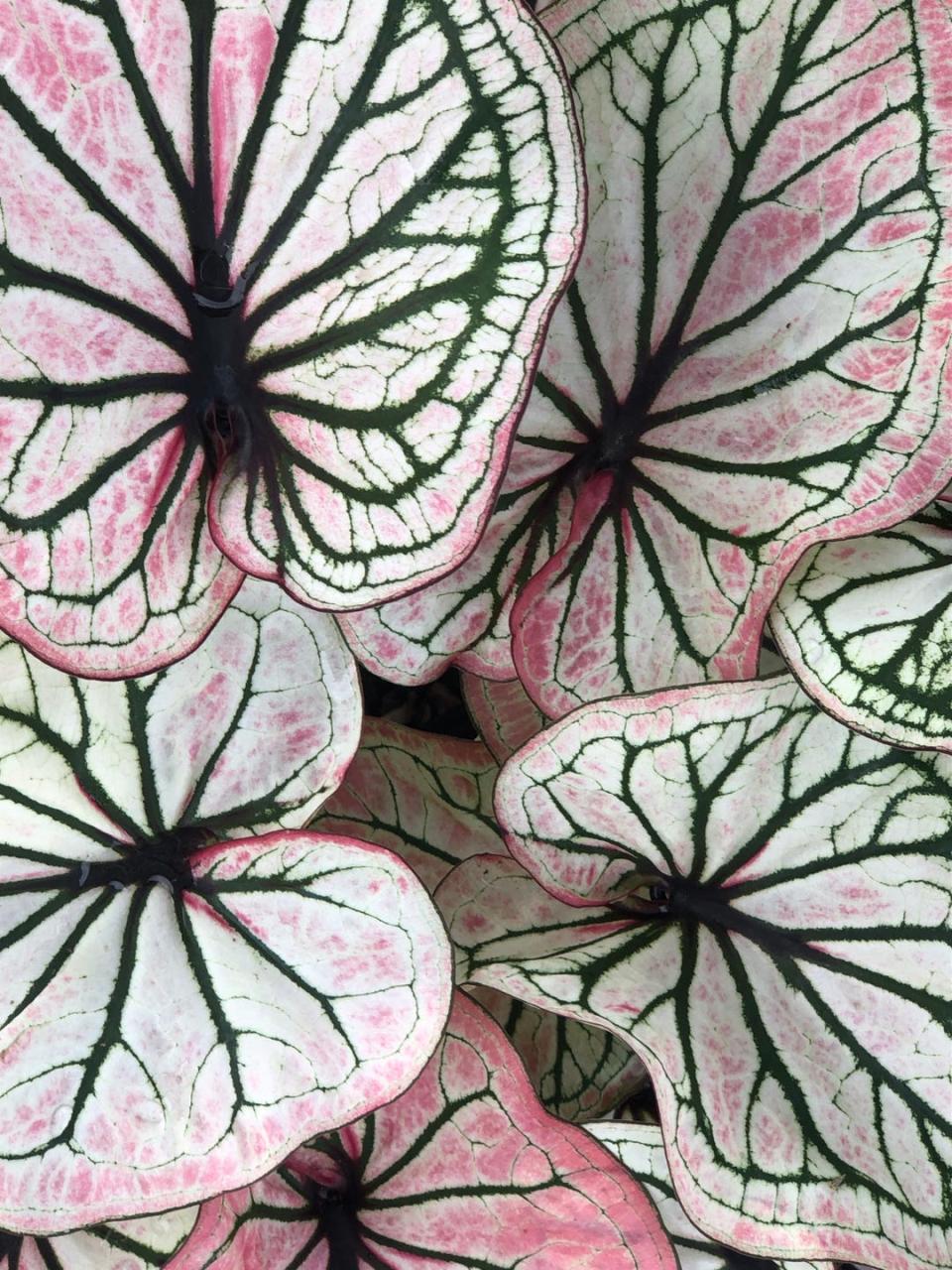 how to grow caladiums