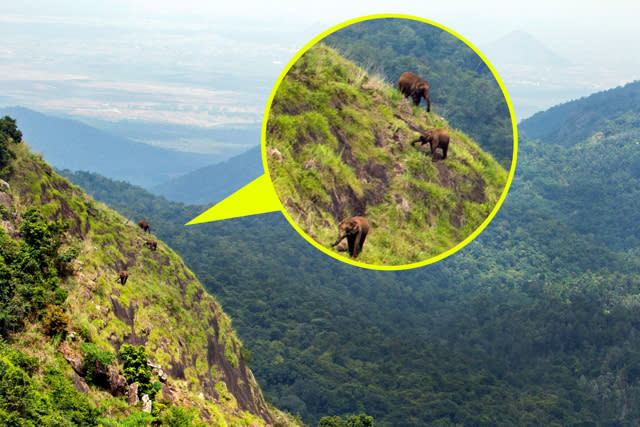 Have you ever seen elephants climb a mountain?