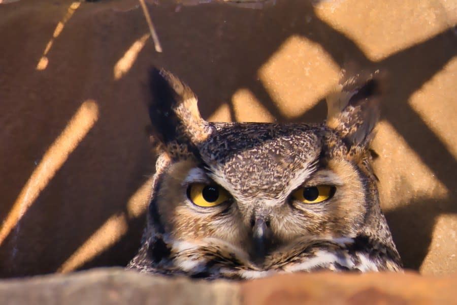 Athena, the great horned owl at the Lady Bird Johnson Wildflower Center (Courtesy: Bill J. Boyd)