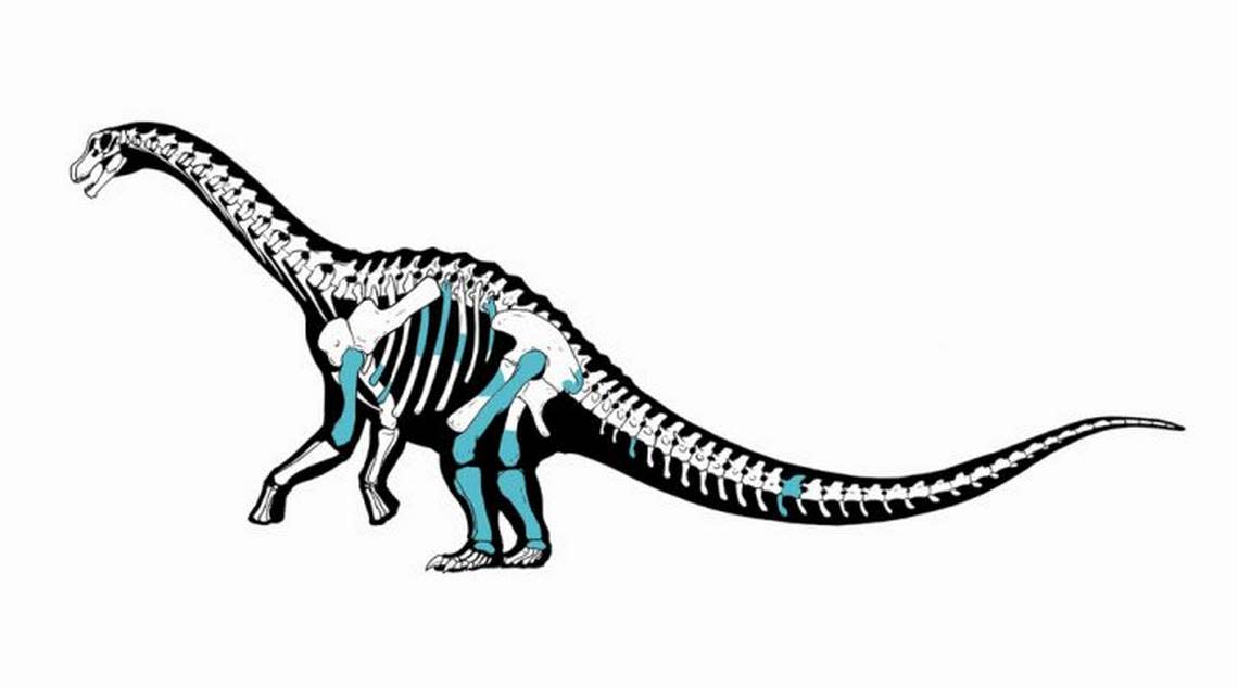 The bones discovered, marked in blue, were used to estimate the total size and weight of the newly discovered titanosaur, researchers said.