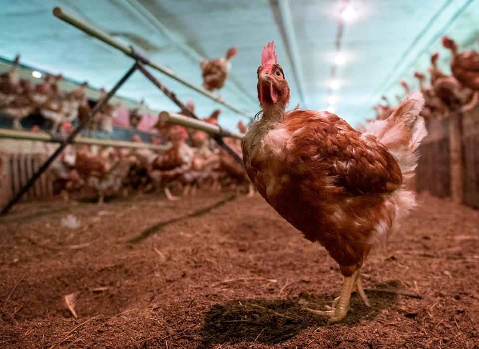 HUBBARDSTON - Chickens move around one of the henhouses at The Country Hen Thursday, January 26, 2023. 