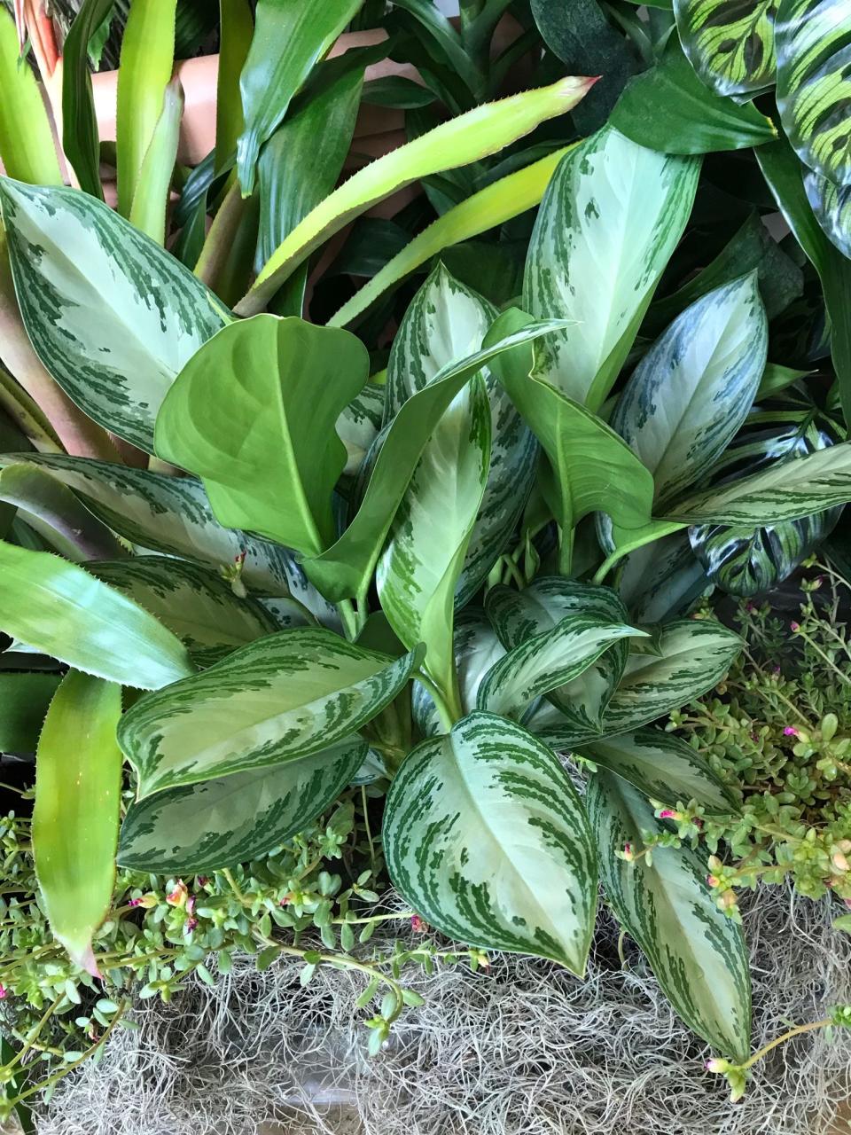 Plants that survive in low light are hard to find, but silver queen aglaonema checks this box.