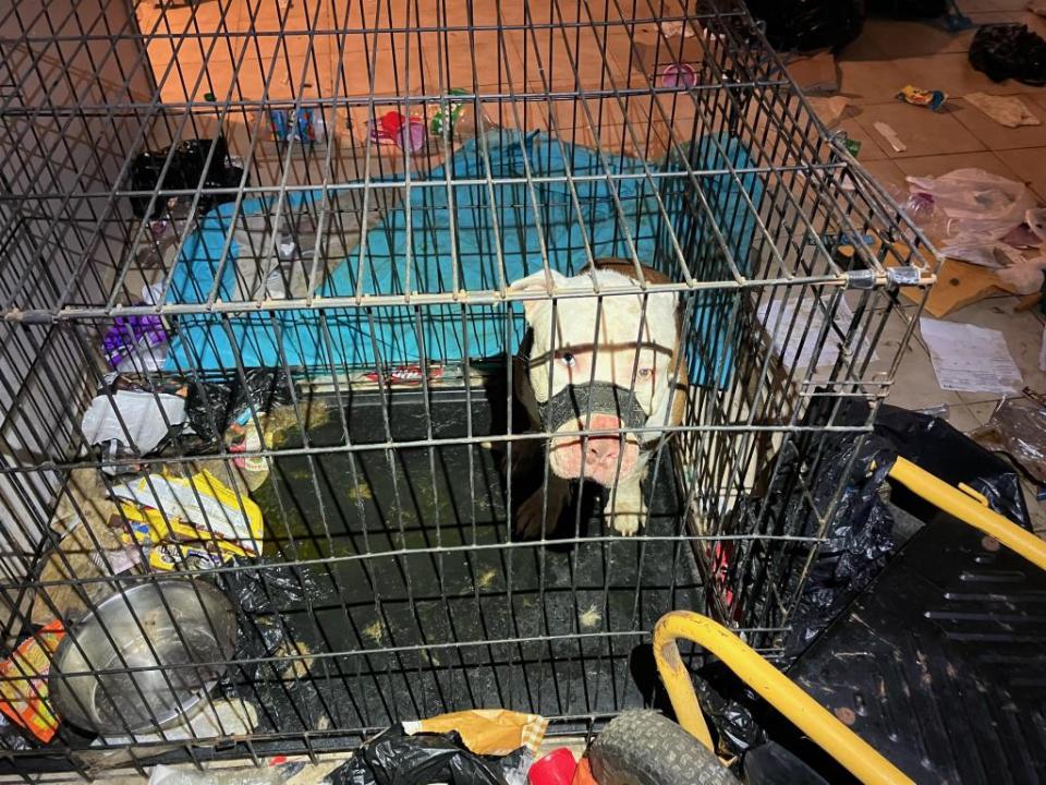 One dog could be seen inside a crate next to what appears to be a puddle of urine and assorted trash. NYPD