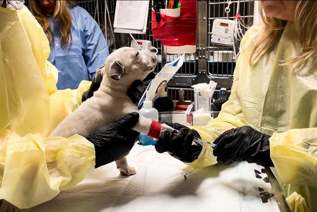<p>Elanco Animal Health</p> Cookie the puppy receiving treatment for parvo at The Fix Project in California.