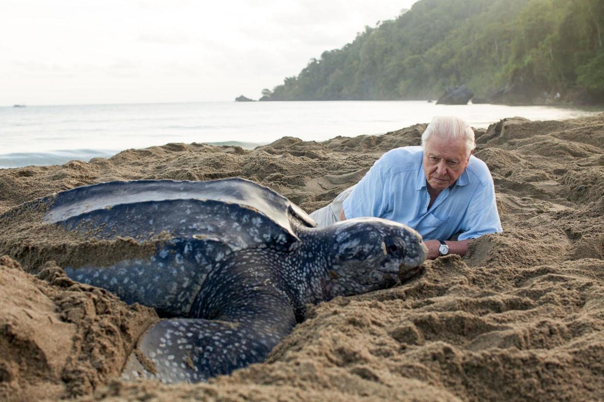 Warning: Viewers were left horrified as David Attenborough predicted further damage to marine life and its habitat: Gavin Thurston