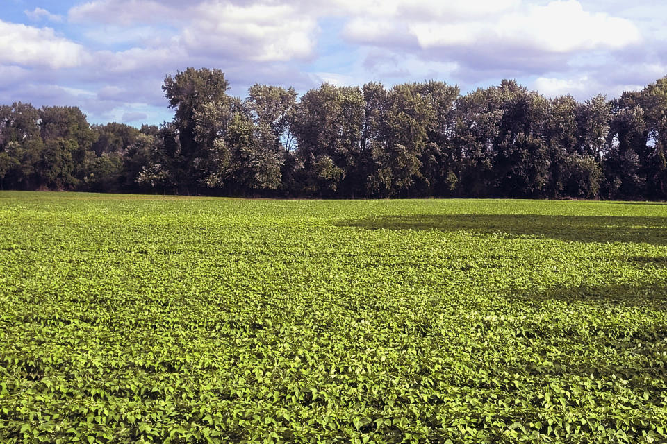 This photograph provided by William Collins shows the string bean fields thriving at his farm's fields at Fair Weather Growers, Monday July 10, 2023, in Rocky Hill, Conn. The following day the field was decimated by flood waters, destroying the crop. When devastating rains swept through the region, farmers in the Northeast were dealt a devastating blow at the worst possible time. (William Collins photo via AP)