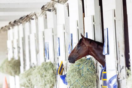Triple Crown winner American Pharoah rests in his stall after returning to Churchill Downs. (AP)