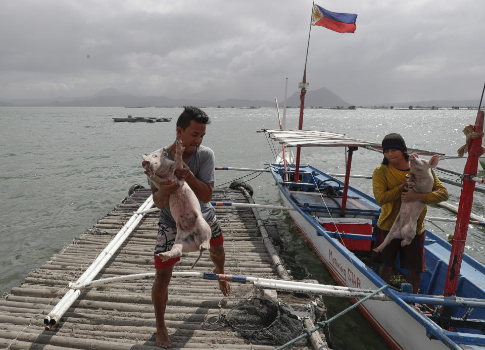 Dos residentes de Talisay, en la isla filipina de Taal, descargan cerdos que rescataron durante la evacuación de la isla por la erupción de un volcán el 14 de enero del 2020. (AP Photo/Aaron Favila, File)