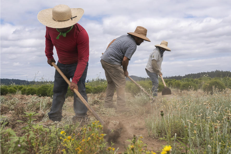 Pedro Lucas (left), nephew of farm worker Sebastian Francisco Perez who died last weekend while working in an extreme heat wave, break up earth on Thursday, July, 1, 2021 near St. Paul, Ore. (Nathan Howard/AP Photo)