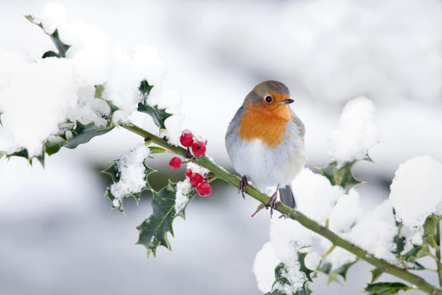 Jardin : 4 bons conseils pour aider les oiseaux à passer l'hiver