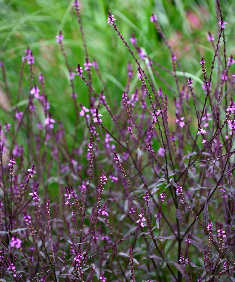 9. VERBENA OFFICINALIS VAR. GRANDIFLORA ‘BAMPTON’