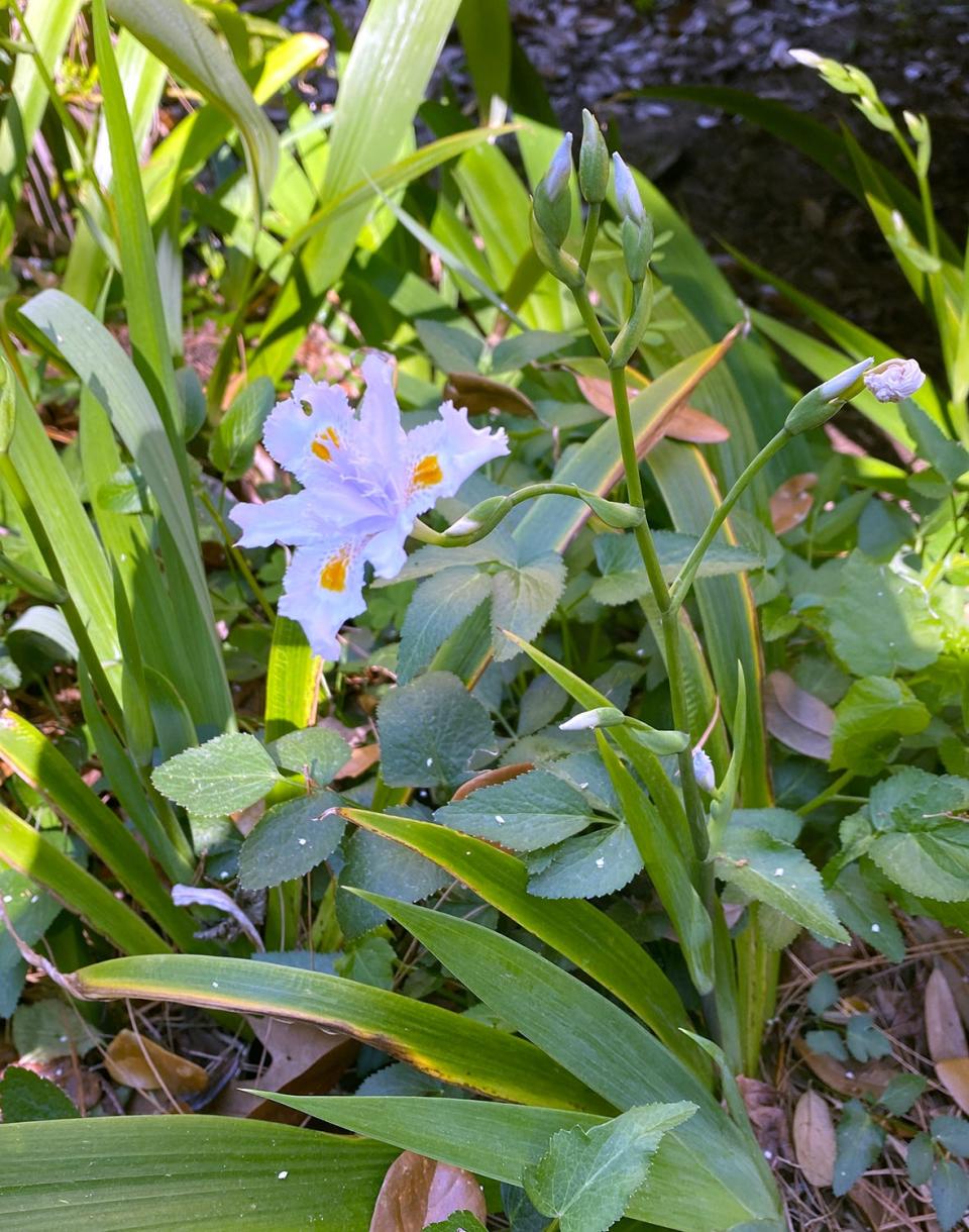 Iris confusa or Bamboo Iris.