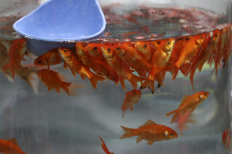 Fish, an item used in celebrating the Persian New Year, or Nowruz, meaning "New Day." are seen before being sold ahead of the Persian New Year, in northern Tajrish Square, Tehran, Iran, Monday, March 15, 2021. (AP Photo/Vahid Salemi)