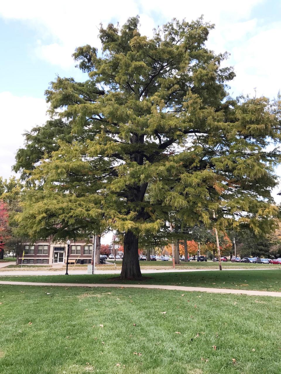 This bald cypress on the Knox College campus is Professor Stuart Allison’s favorite bald cypress in Galesburg. He said the tree was struck by lighting years ago, but has survived and continues to grow well.