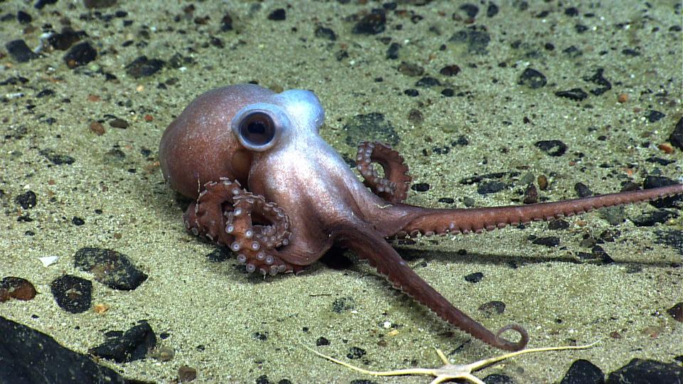 <p><span>An octopus stretches its tentacles on Physalia Seamount. This animal is a predator like all octopus and squid species and feeds on fish and invertebrates on the seamount. Little detail is known about the lives of many deep-sea creatures. (Photo: NOAA Okeanos Explorer Program, 2013 Northeast U.S. Canyons Expedition Science Team)</span> </p>