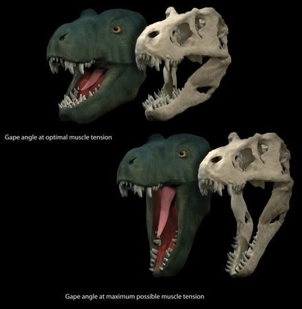 A life reconstruction and skull model of Tyrannosaurus rex showing the jaw gape at optimal position to produce muscle force and the maximal possible jaw gape is seen in an undated handout illustration. courtesy of paleontologist Stephan Lautenschlager of the University of Bristol in Britain. REUTERS/Stephan Lautenschlager/University of Bristol/Handout via Reuters