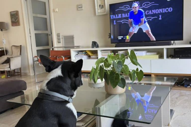 Tango, el perro de Pedro Cachin, viendo a su dueño por tV
