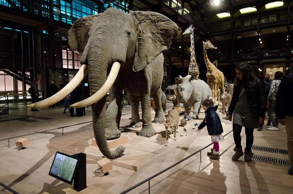 生物進化藝廊（Photo by Henri-Alain SEGALEN/Gamma-Rapho, Image Source : Getty Editorial）