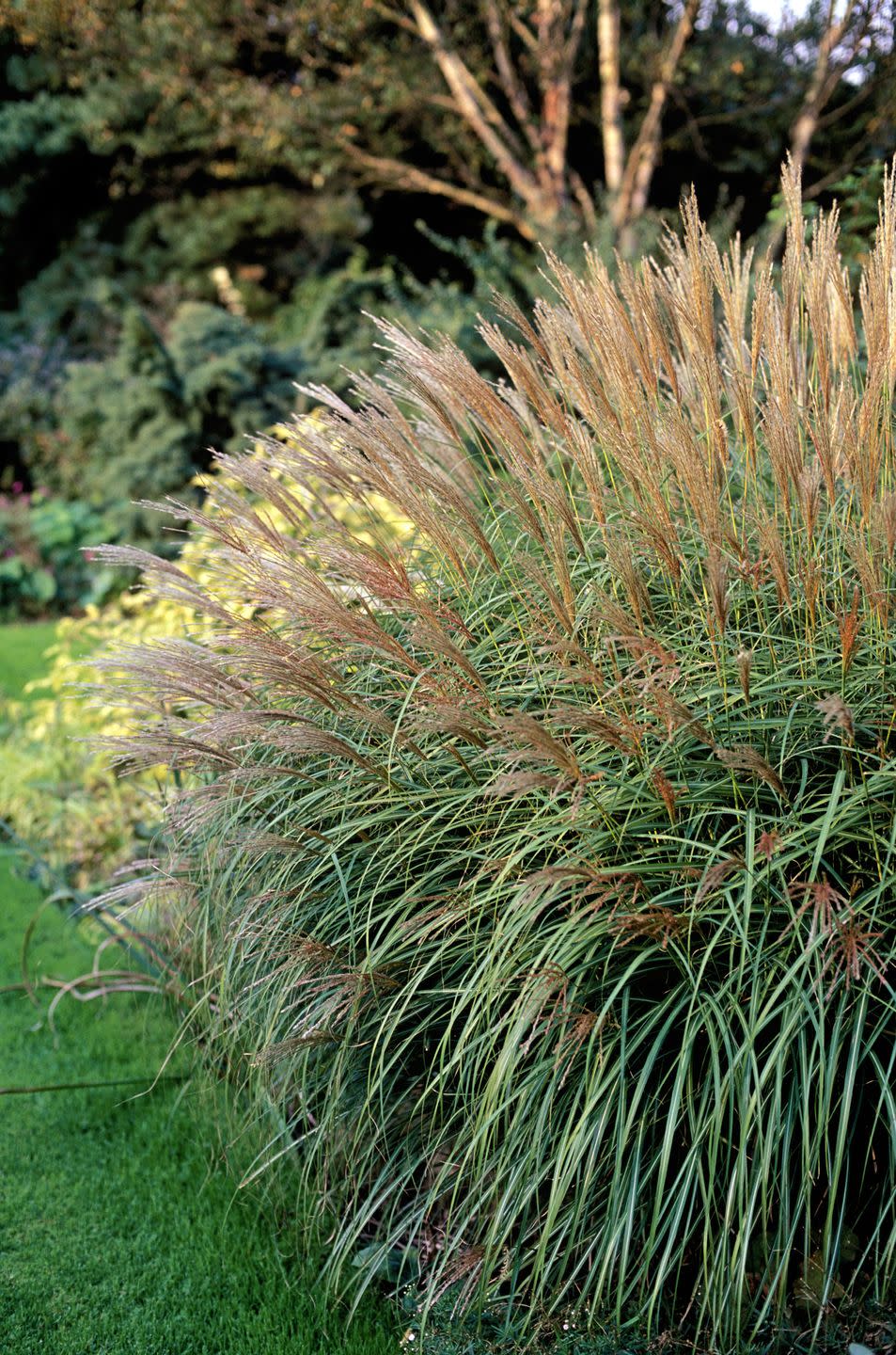 Perennials: Maiden Grass