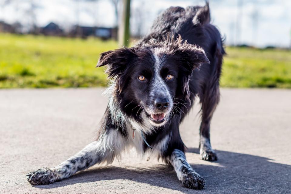 Border Collie