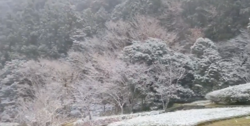 明池國家森林遊樂區下雪美景。   圖：翻攝自明池國家森林遊樂區臉書