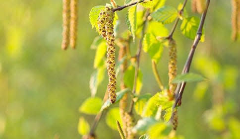 A birch tree in the spring forms pollen seen here.