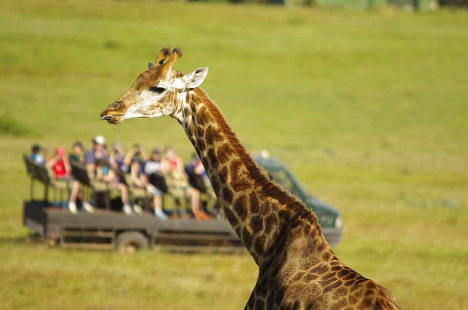 Giraffe Birth Pictured In Kragga Kamma Game Park In South Africa