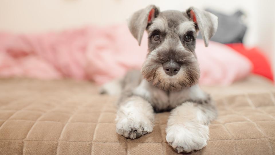 10) Miniature Schnauzer