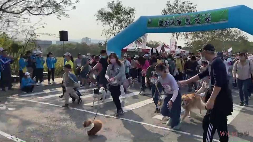 ▲田中馬新系列活動運動i臺灣「寵愛迷你馬拉松」健走及植樹贈苗活動，許多毛小孩都興奮的跟著主人快走運動，享受友愛寵物的互動時光。（圖／記者陳雅芳攝，2023.03.12）