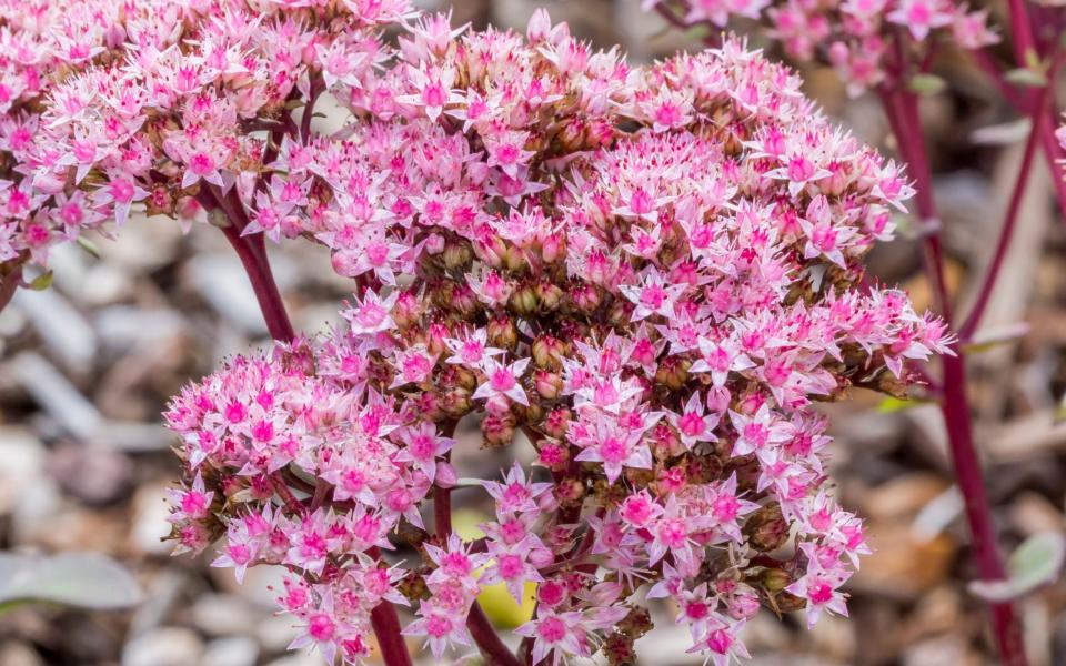 Plant Sedum 'Matrona' - The Garden Collection