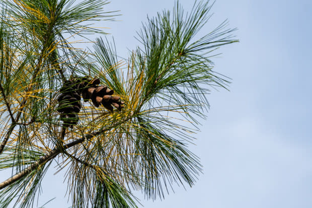 White pine cone, the Maine state flower<p>iStock</p>