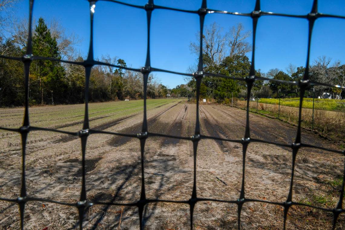 Jacky Frazier, proprietor of Barefoot Farms is installing polypropylene deer fencing around all of his crops, including these recently planted sweet onions on St. Helena Island. Frazier said 75 percent of his crops were destroyed last year by grazing deer. Drew Martin/dmartin@islandpacket.com
