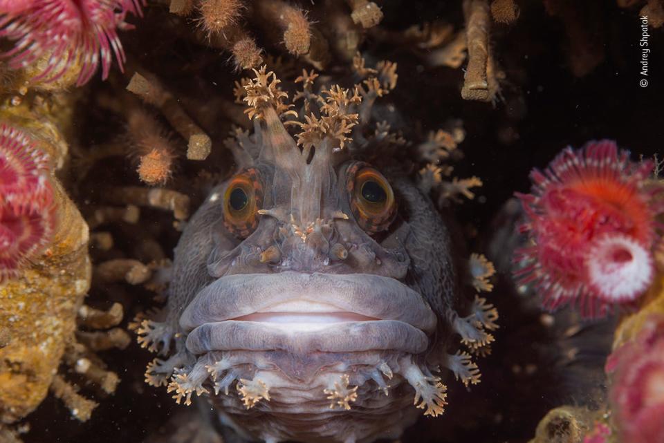 © Andrey Shpatak, Wildlife Photographer of the Year