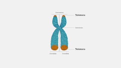 Los telómeros protegen los extremos de los cromosomas para evitar que se desgasten o enreden. <a href="https://www.genome.gov/es/genetics-glossary/Telomero" rel="nofollow noopener" target="_blank" data-ylk="slk:Nationa Human Genome Research Project.;elm:context_link;itc:0;sec:content-canvas" class="link ">Nationa Human Genome Research Project.</a>